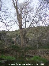 Chopos de Mata Bejid. Declarado Árbol Singular por la Junta de Andalucía