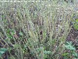 Llantn mayor - Plantago major. Navas de San Juan