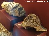 Aldea El Chorro. Fragmento de mandígula y vértebra de cetaceo. Centro de Interpretación de la Prehistoria de Ardales