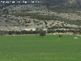 Cortijo Palomares. 