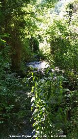 Río Cerezuelo. 