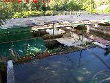 Piscifactoría de Río Borosa. Piscinas para la cría de la trucha