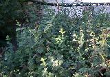 Mastranzo - Mentha suaveolens. Córdoba