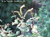 Mastranzo - Mentha suaveolens. Córdoba