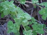 Mastranzo - Mentha suaveolens. Jaén