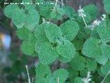 Mastranzo - Mentha suaveolens. Jaén