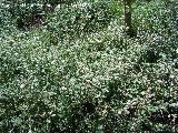 Mastranzo - Mentha suaveolens. Córdoba