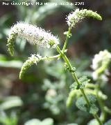 Mastranzo - Mentha suaveolens. Córdoba