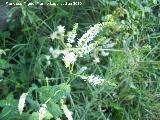 Mastranzo - Mentha suaveolens. Nacimiento del Río San Juan - Castillo de Locubín