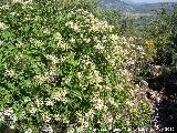 Madreselva morisca - Lonicera caprifolium. Tajos de San Marcos - Alcalá la Real