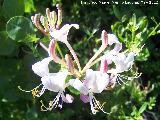 Madreselva morisca - Lonicera caprifolium. Tajos de San Marcos - Alcalá la Real