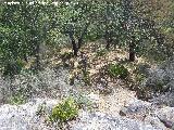 Necrópolis visigoda. Altura desde el yacimiento