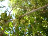 Morera blanca - Morus alba. Moras Jaén