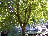 Morera blanca - Morus alba. Córdoba
