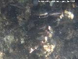 Almeja Mejillón - Mytilus galloprovincialis. Torreguadiaro - San Roque