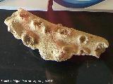 Factoría Romana de Salazones. Resto de coral naranja de época tardorromana (finales siglo V - principios siglo VI d.C.)