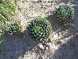 Cactus Noha - Agave victoriae-reginae. Benalmádena