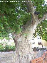 Plátano oriental - Platanus orientalis. Plátano de Biar