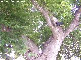 Plátano oriental - Platanus orientalis. Plátano de Biar