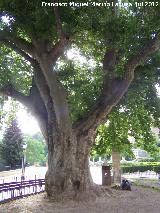 Plátano oriental - Platanus orientalis. Plátano de Biar