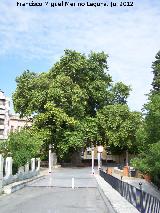 Plátano oriental - Platanus orientalis. Plátano de Biar