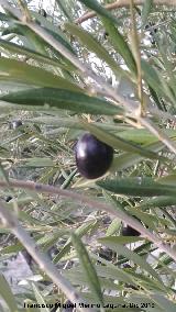 Olivo - Olea europaea. Aceituna. Baeza