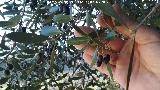 Acebuche - Olea europaea var. sylvestris. Abrigo del Almendro - Ja�n