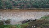 Charca de El Tostadero. 