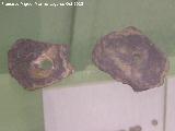 Fusayola. Fusayolas prehistóricas. Museo San Antonio de Padua - Martos