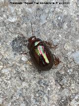 Escarabajo del romero Escarabajo del romero