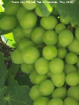 Parra - Vitis vinifera. Los Villares
