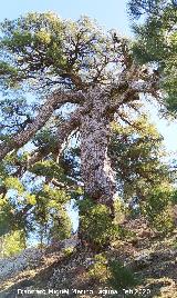 Pinar del Caba�as. Pino del Tajo