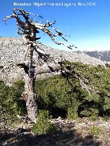 Pinar del Caba�as. Pino muerto de grandes dimensiones. Loma de Cagasebo - Quesada