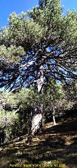 Pinar del Caba�as. Loma de Cagasebo - Quesada