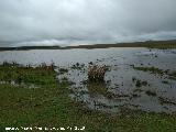 Laguna de los Perales. 