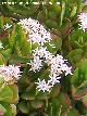 Crásula ovata