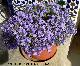Campanilla dálmata