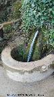 Parque Natural del Monasterio de Piedra. Fuente del Seor