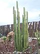 Cactus órgano
