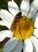 Mosca Empis