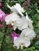 Orqu�dea mariposa blanca