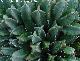 Cactus Cardón resinoso