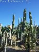 Jardín de cactus y suculentas
