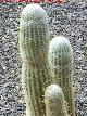 Cactus bola de algodón