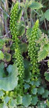 La Veleta - Los Villares Ombligo de Venus - Umbilicus rupestris. La Veleta - Los Villares