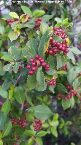 La Venta - Los Villares Aladierno - Rhamnus alaternus. La Venta - Los Villares