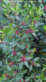 La Venta - Los Villares Aladierno - Rhamnus alaternus. La Venta - Los Villares